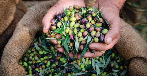 Olio Rosciola una vera eccellenza dell'olio extravergine di oliva italiano